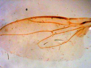 Dittero mangiato: resti di Sphaeroceridae, s.f. Limosiinae